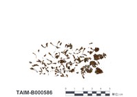 藏品(卷葉濕地苔)的圖片